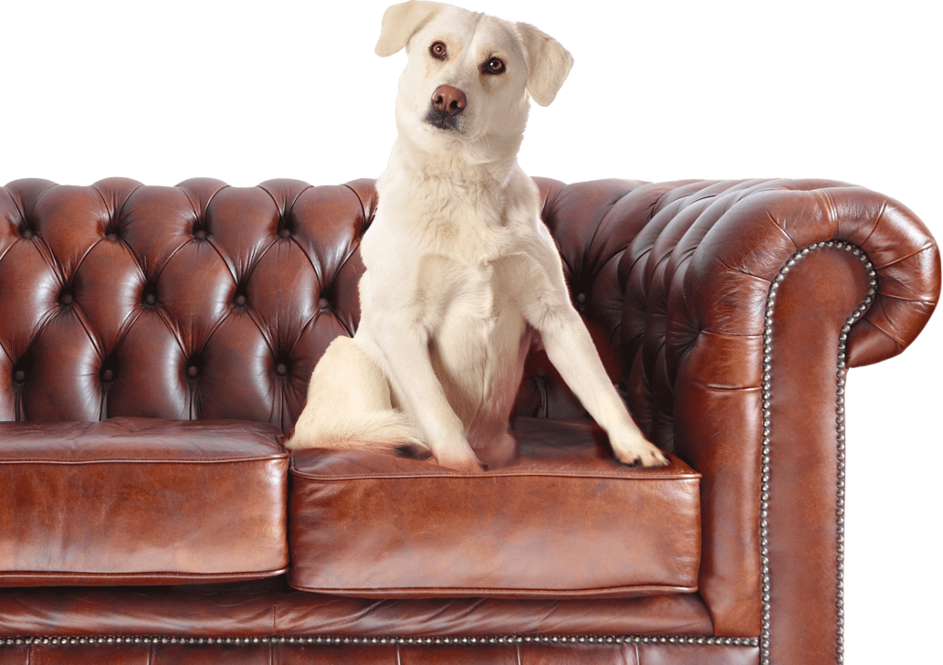 dog-on-couch-cutout